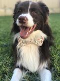 Cute border collie dog wearing a dog bow tie featuring paw prints